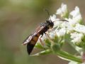 Stizoides crassicornis